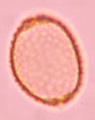 pil micro aceto 3
